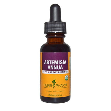 Artemisia Annua